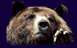 Buffalo Hearts Bear
